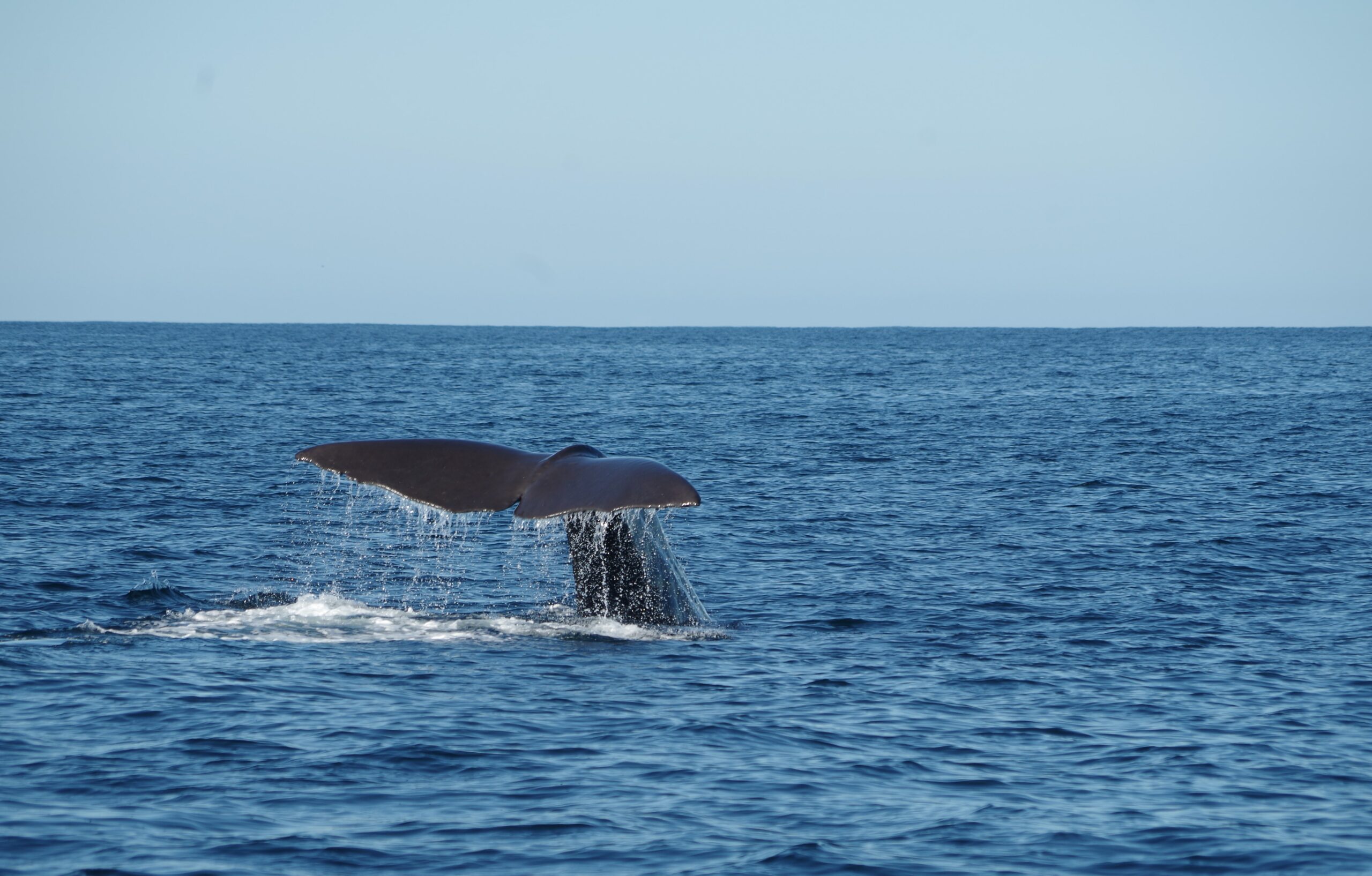 Whale watching