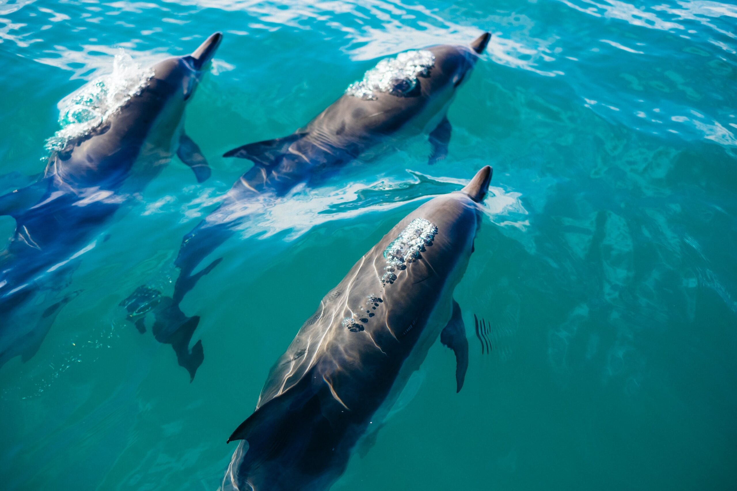 Dolphins swimming